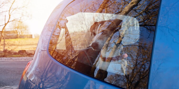 Motoristas que abandonarem animais podem perder a CNH