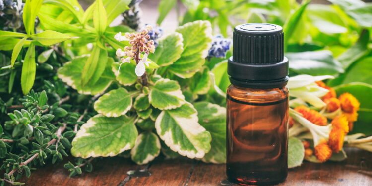 Planta aromática barata bonita e que repele mosquitos naturalmente