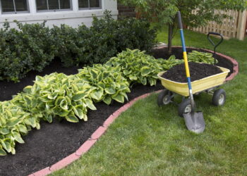 Evite essas combinações de plantas no seu jardim