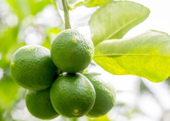 O jeito mais criativo e sustentável de plantar limão em casa