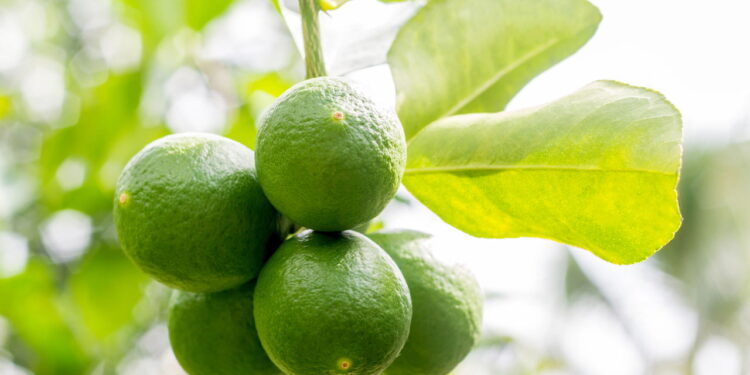 O jeito mais criativo e sustentável de plantar limão em casa