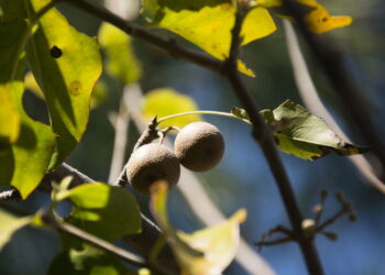 O sabão mais antigo do mundo vem de uma fruta e ainda funciona