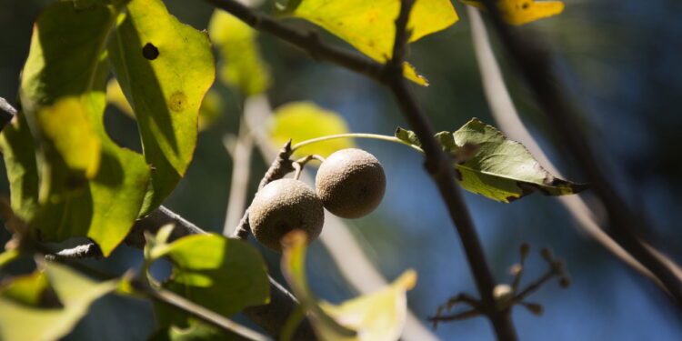 O sabão mais antigo do mundo vem de uma fruta e ainda funciona