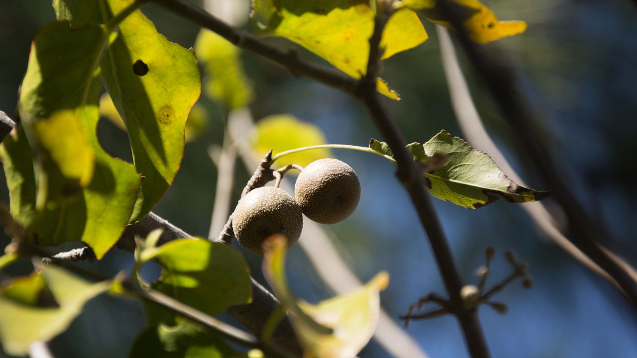 O sabão mais antigo do mundo vem de uma fruta e ainda funciona