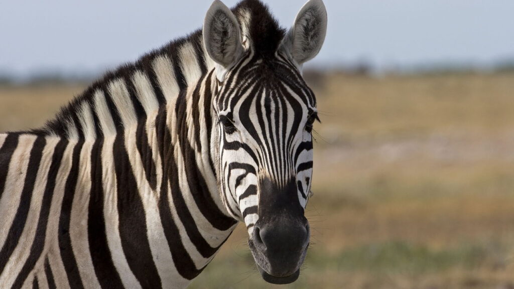 O verdadeiro motivo das listras das zebras surpreende a ciência