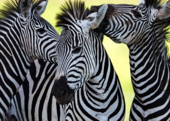 O verdadeiro motivo das listras das zebras surpreende a ciência