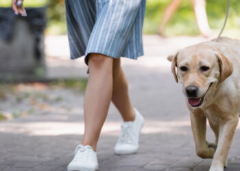 Como a caminhada com seu pet pode ser um treino completo para vocês dois!