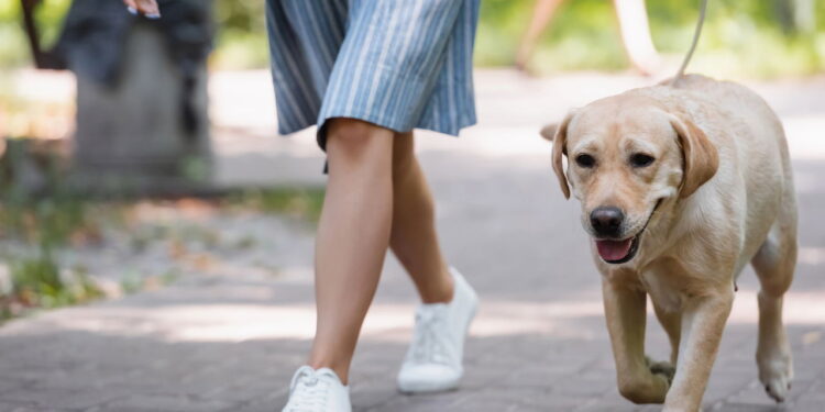 Como a caminhada com seu pet pode ser um treino completo para vocês dois!