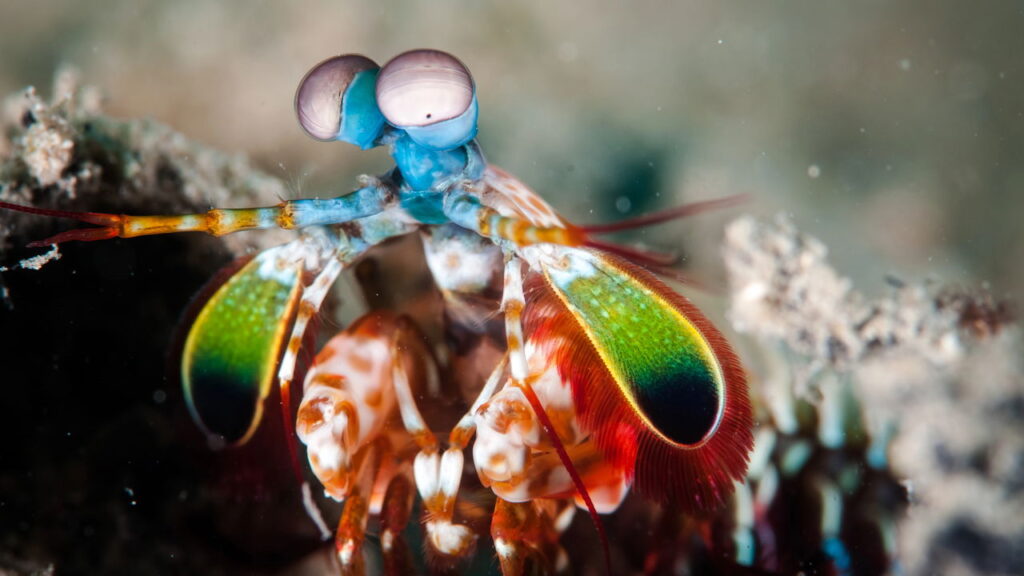 Esses animais veem cores que os humanos jamais poderiam imaginar