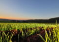 "Sanções dos EUA elevam alerta no agro", avalia economista