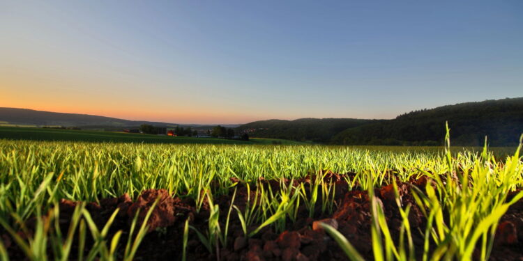 "Sanções dos EUA elevam alerta no agro", avalia economista