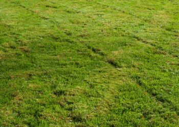 Como escolher a grama ideal para o seu jardim em qualquer região do Brasil