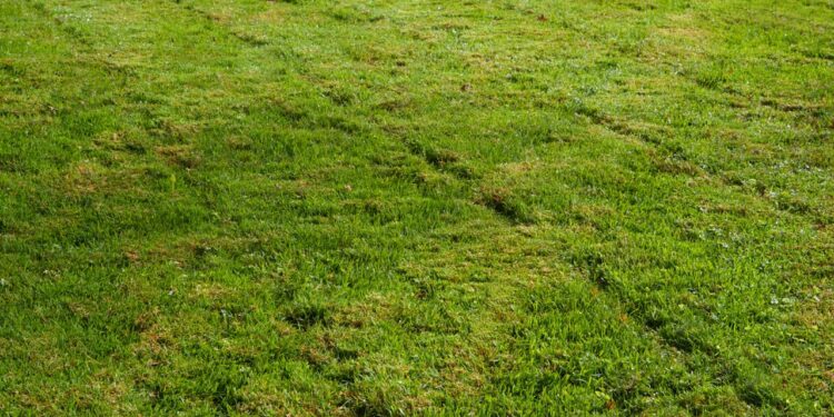 Como escolher a grama ideal para o seu jardim em qualquer região do Brasil