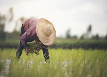 O guia para plantar e colher seu próprio arroz e feijão em pequenas áreas