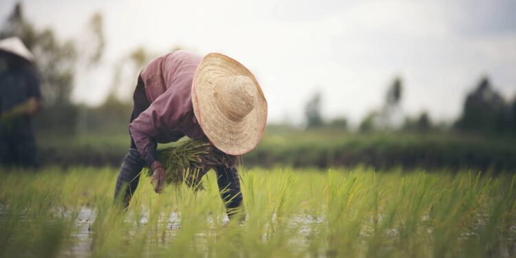 O guia para plantar e colher seu próprio arroz e feijão em pequenas áreas