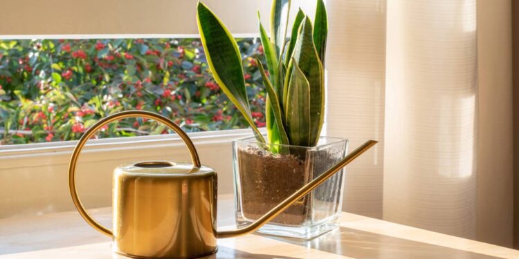 Essa planta purifica o ar e quase ninguém sabe cuidar do jeito certo