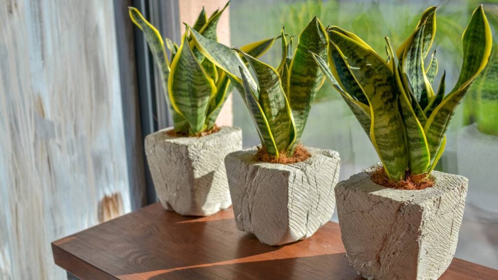 Essa planta purifica o ar e quase ninguém sabe cuidar do jeito certo