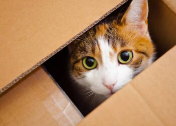 O que a obsessão dos gatos por caixas revela sobre seus instintos e emoções