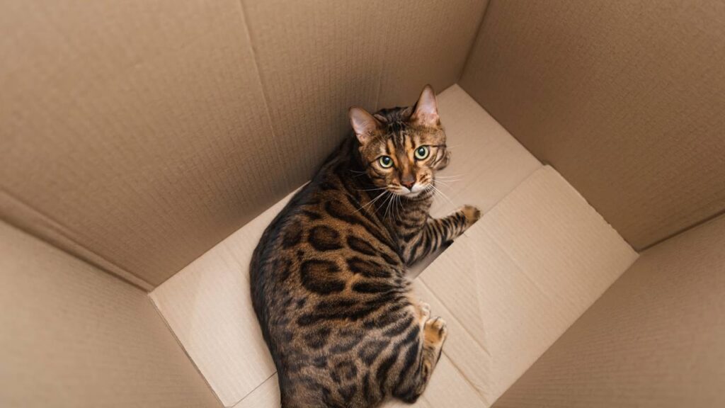 O que a obsessão dos gatos por caixas revela sobre seus instintos e emoções