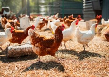 China libera importação de carne de frango