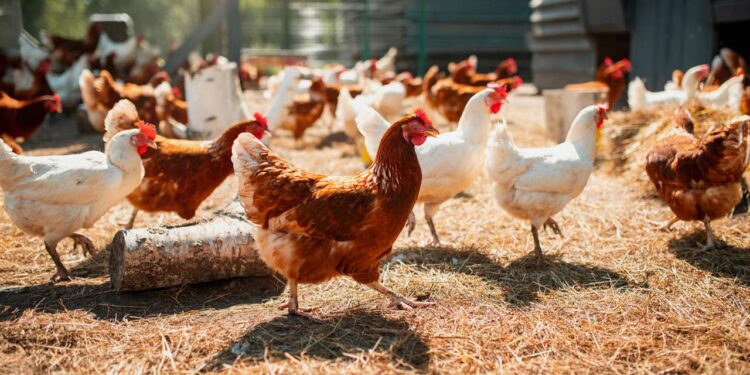 China libera importação de carne de frango