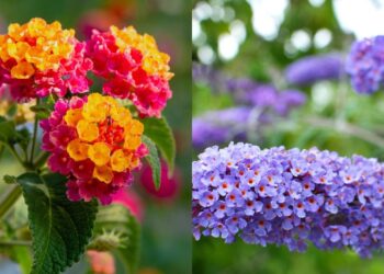 As melhores flores para um jardim vibrante e cheio de borboletas no verão