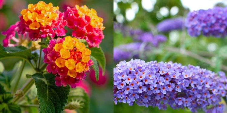 As melhores flores para um jardim vibrante e cheio de borboletas no verão