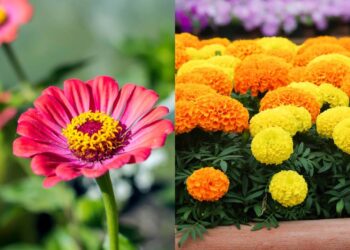 As flores de verão que resistem ao calor e enchem o jardim de vida
