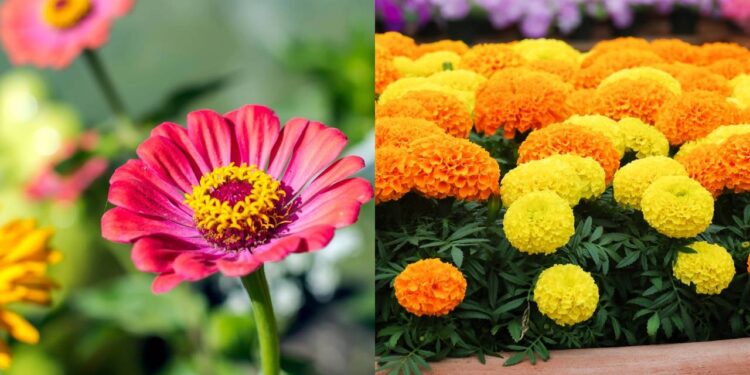 As flores de verão que resistem ao calor e enchem o jardim de vida