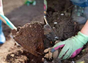Como preparar o solo em dezembro para plantar raízes tuberosas
