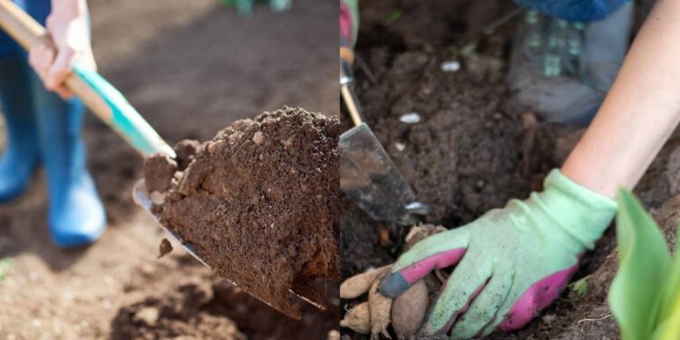 Como preparar o solo em dezembro para plantar raízes tuberosas