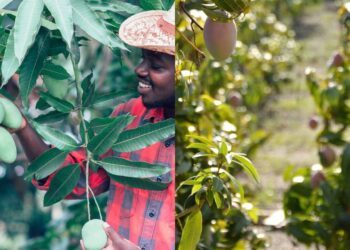 Garanta sua colheita de manga e maracujá com o plantio certo em dezembro