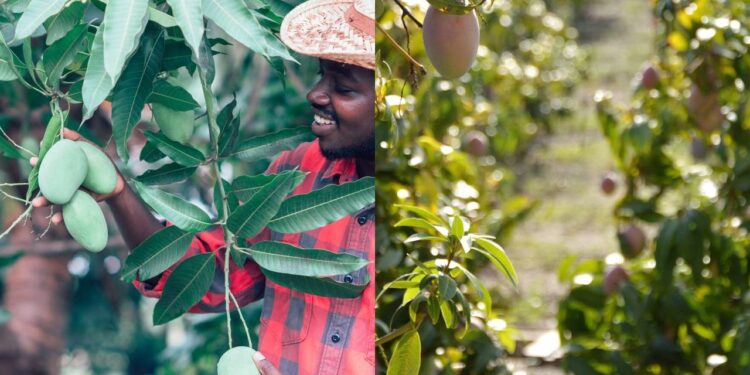 Garanta sua colheita de manga e maracujá com o plantio certo em dezembro