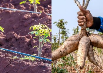 Como preparar o solo para ter uma colheita farta de mandioca