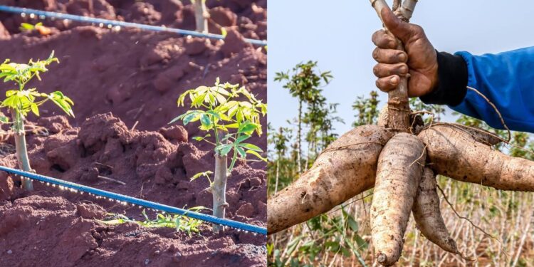 Como preparar o solo para ter uma colheita farta de mandioca