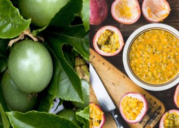 Como montar a parreira certa e cuidar do seu pé de maracujá no verão