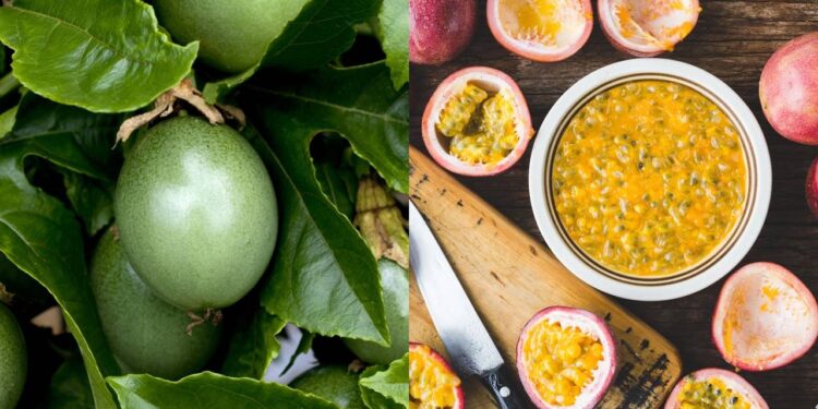 Como montar a parreira certa e cuidar do seu pé de maracujá no verão