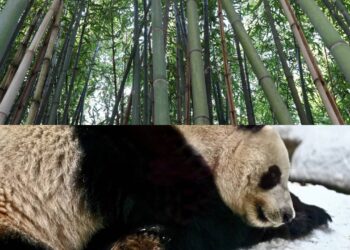 O motivo pelo qual os pandas são tão dependentes do bambu