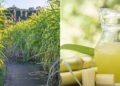 Como plantar cana-de-açúcar para ter garapa fresca sempre em casa