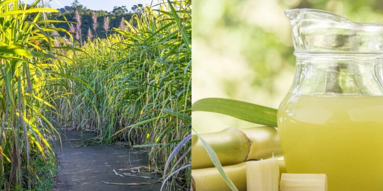 Como plantar cana-de-açúcar para ter garapa fresca sempre em casa