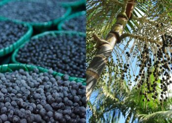 Como ter um pé de açaí produtivo no seu quintal com estas dicas