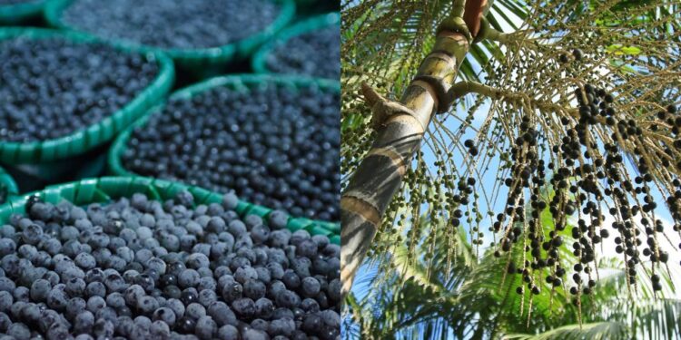 Como ter um pé de açaí produtivo no seu quintal com estas dicas