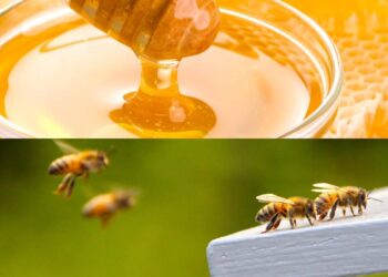 As propriedades únicas do mel que o impedem de estragar por séculos