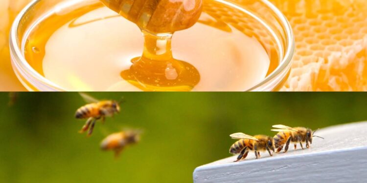 As propriedades únicas do mel que o impedem de estragar por séculos