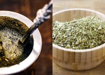 O passo a passo para cultivar em casa a erva do seu chimarrão ou tereré