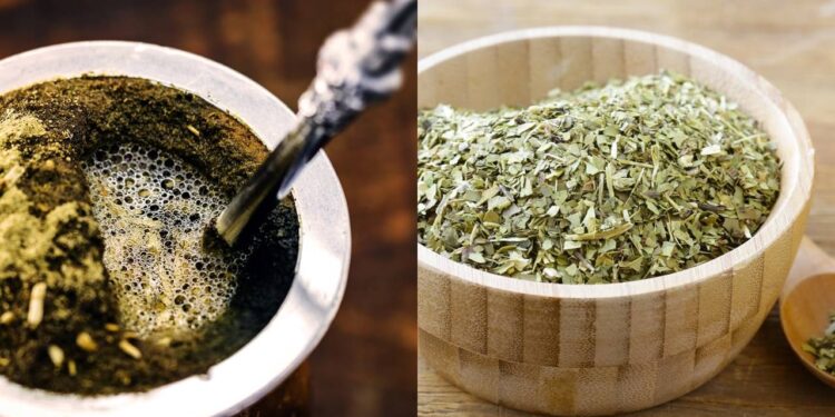 O passo a passo para cultivar em casa a erva do seu chimarrão ou tereré