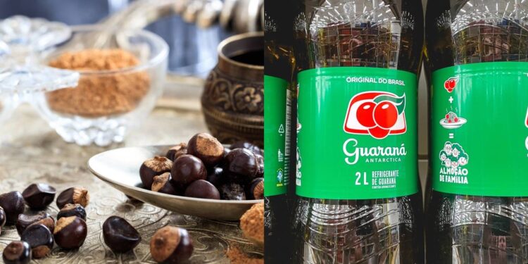 Como preparar o solo e o ambiente para cultivar guaraná em casa