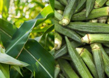 Aproveite o calor de dezembro para plantar quiabo e outras hortaliças de verão