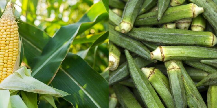 Aproveite o calor de dezembro para plantar quiabo e outras hortaliças de verão