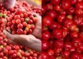 Como saber a hora certa de colher acerolas e preparar a planta para a próxima safra